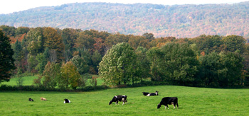 VT Products